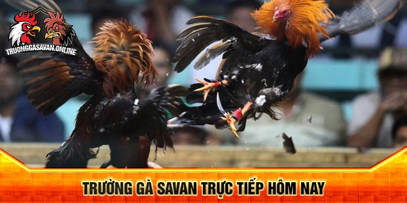 Trường Gà Savan