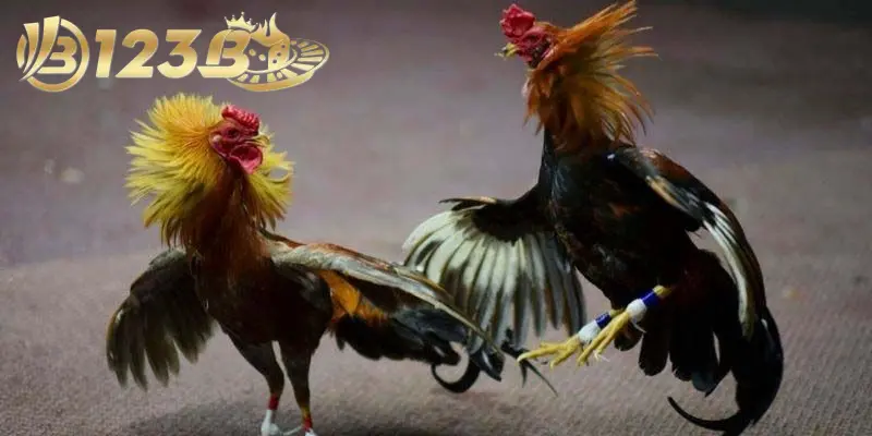 4 loại h&igrave;nh được nhiều người đ&aacute;nh gi&aacute; cao khi chơi g&agrave; tre