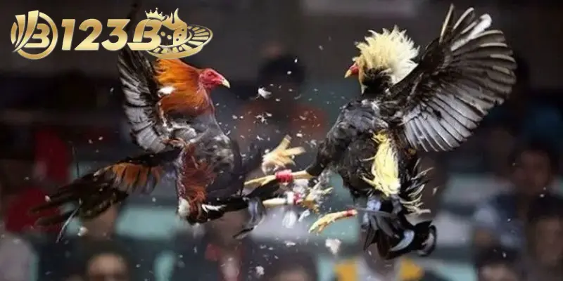 Kỹ thuật đấu g&agrave; tre được sử dụng phổ biến khi chơi